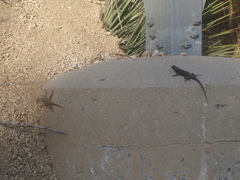 Sceloporus occidentalis longipes