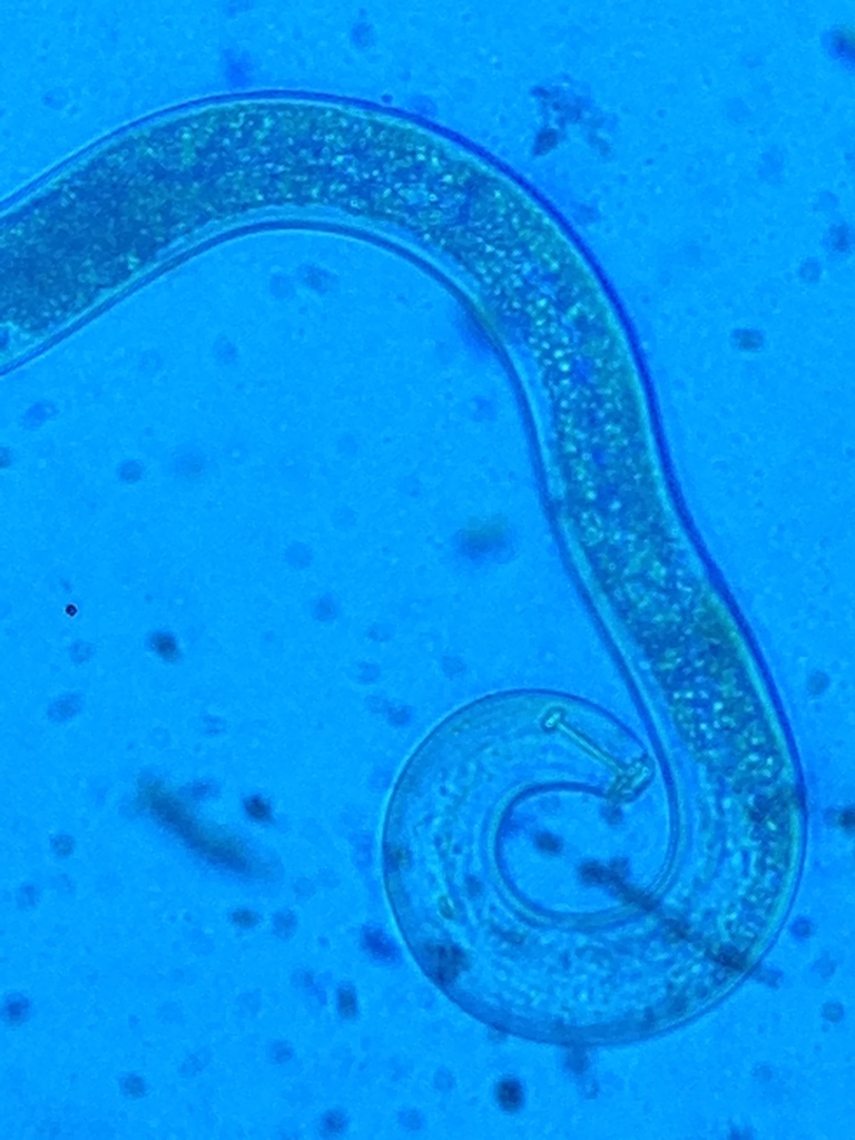 Pratylenchidae