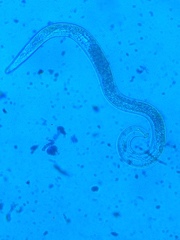 Pratylenchus penetrans