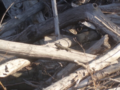 Sceloporus occidentalis longipes