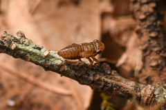 Bathysmatophorini