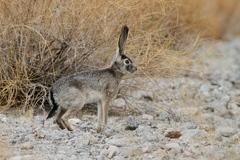 Black-Tailed Jackrabbit photo 4