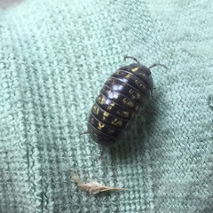 Armadillidium vulgare