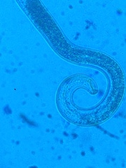 Pratylenchus penetrans