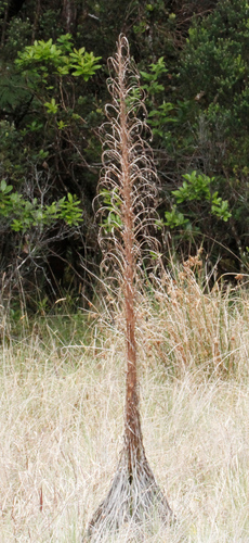 Image of Argyroxiphium kauense by no rights reserved