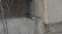 Sceloporus occidentalis longipes
