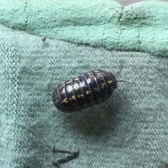 Armadillidium vulgare