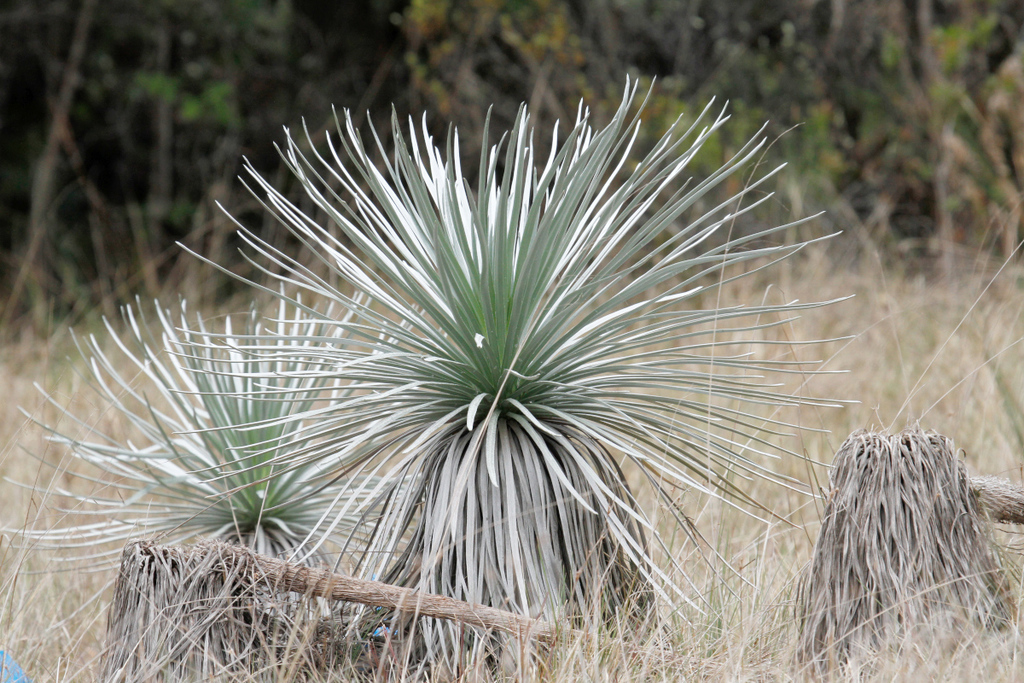 Argyroxiphium kauense; photograph author not stated, no rights reserved