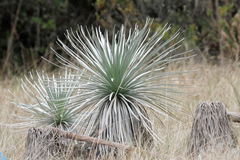 Argyroxiphium kauense