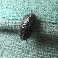 Armadillidium vulgare