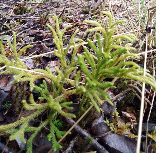 Image of Lycopodium venustulum by no rights reserved