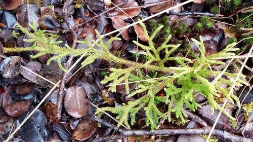 Image of Lycopodium venustulum by no rights reserved