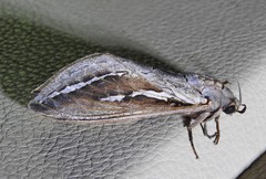 Abantiades labyrinthicus