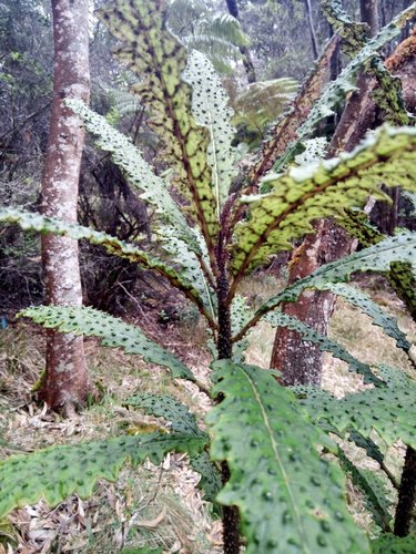 Cyanea stictophylla, photograph 6