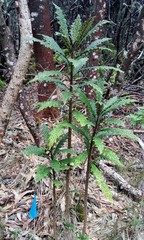 Cyanea stictophylla, photograph author not stated, no rights reserved