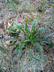 Plantago hawaiensis