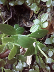Peperomia urvilleana
