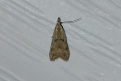 Dichomeris punctipennella