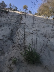 Erysimum teretifolium