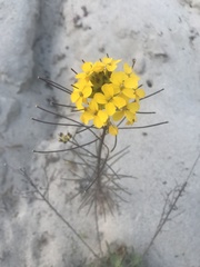 Erysimum teretifolium