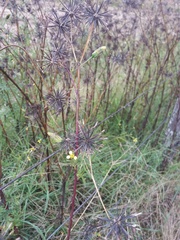 Bidens subalternans