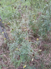 Bidens subalternans