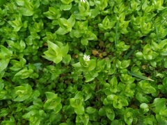Stellaria media