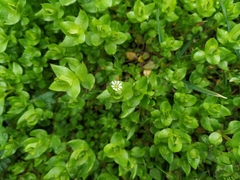 Stellaria media