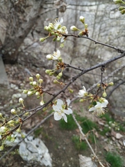 Prunus cerasifera