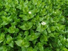 Stellaria media
