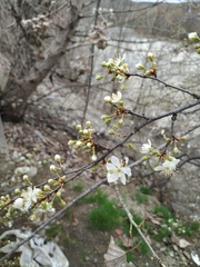 Prunus cerasifera