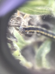 Sympistis perscripta