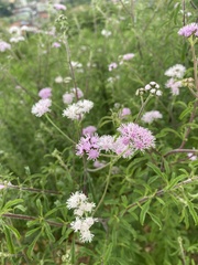 Bahieae