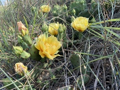 Opuntia fusco-atra