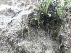 Sympistis perscripta