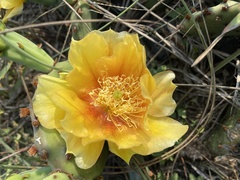 Opuntia fusco-atra
