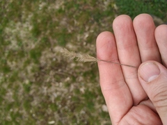 Setaria viridis