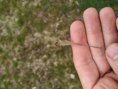 Setaria viridis