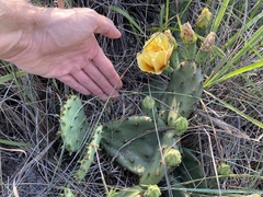 Opuntia fusco-atra