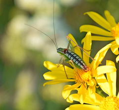 Poecilimon macedonicus