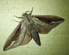 Abantiades labyrinthicus