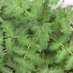 Tracheophyta