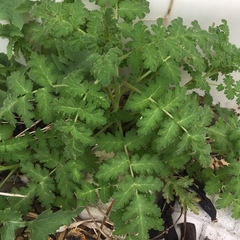 Tracheophyta