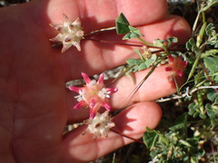 Trifolium fucatum