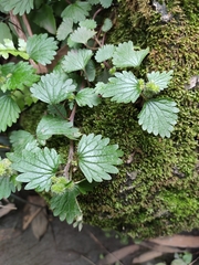 Nanocnide lobata