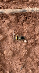 Hoplomutilla spinosa