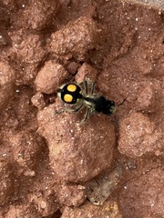 Hoplomutilla spinosa