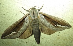 Abantiades labyrinthicus