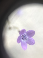 Gilia tenuiflora