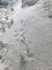 Gilia tenuiflora